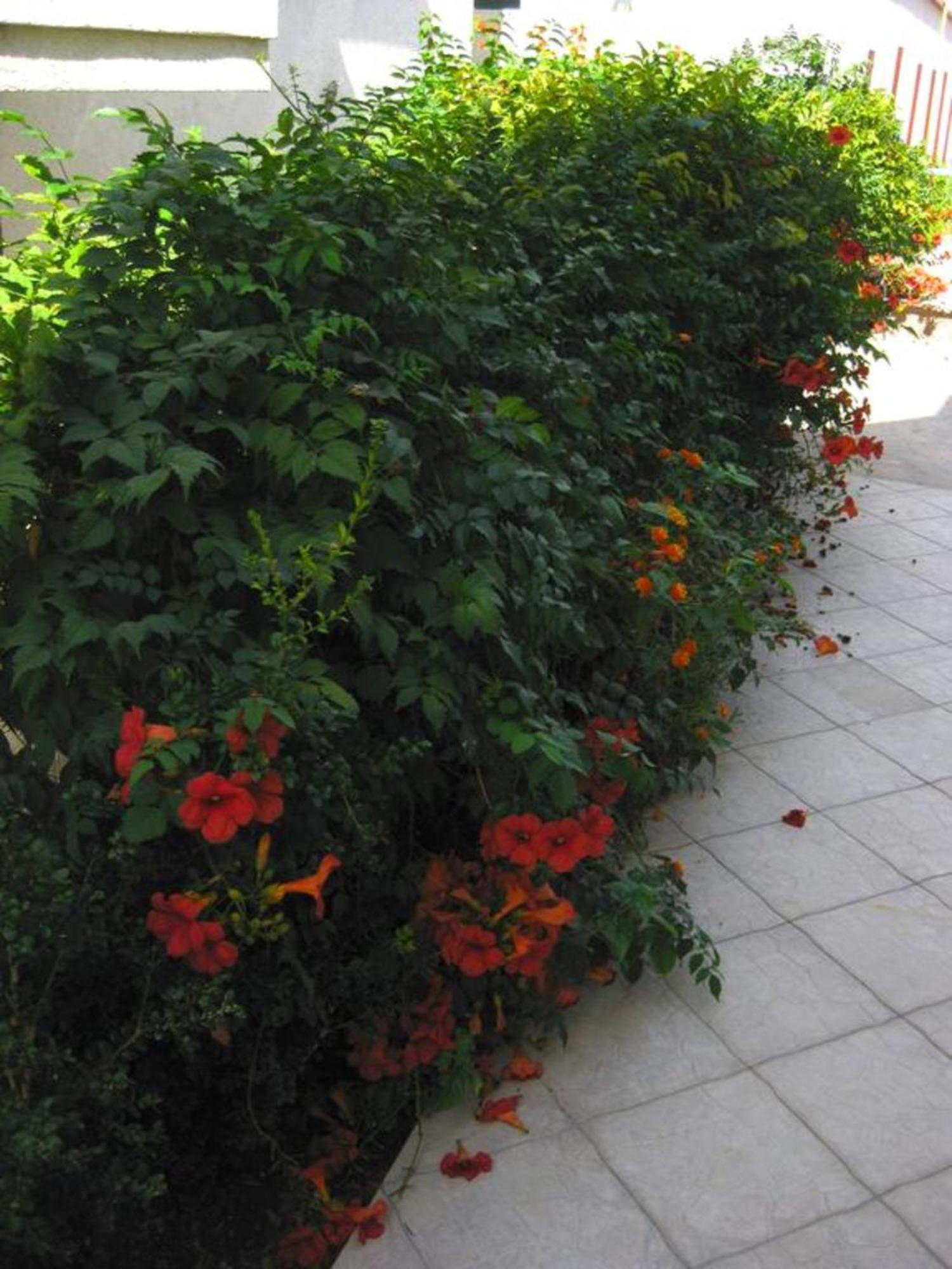 Villa Alba Apartments Dobra Voda Buitenkant foto
